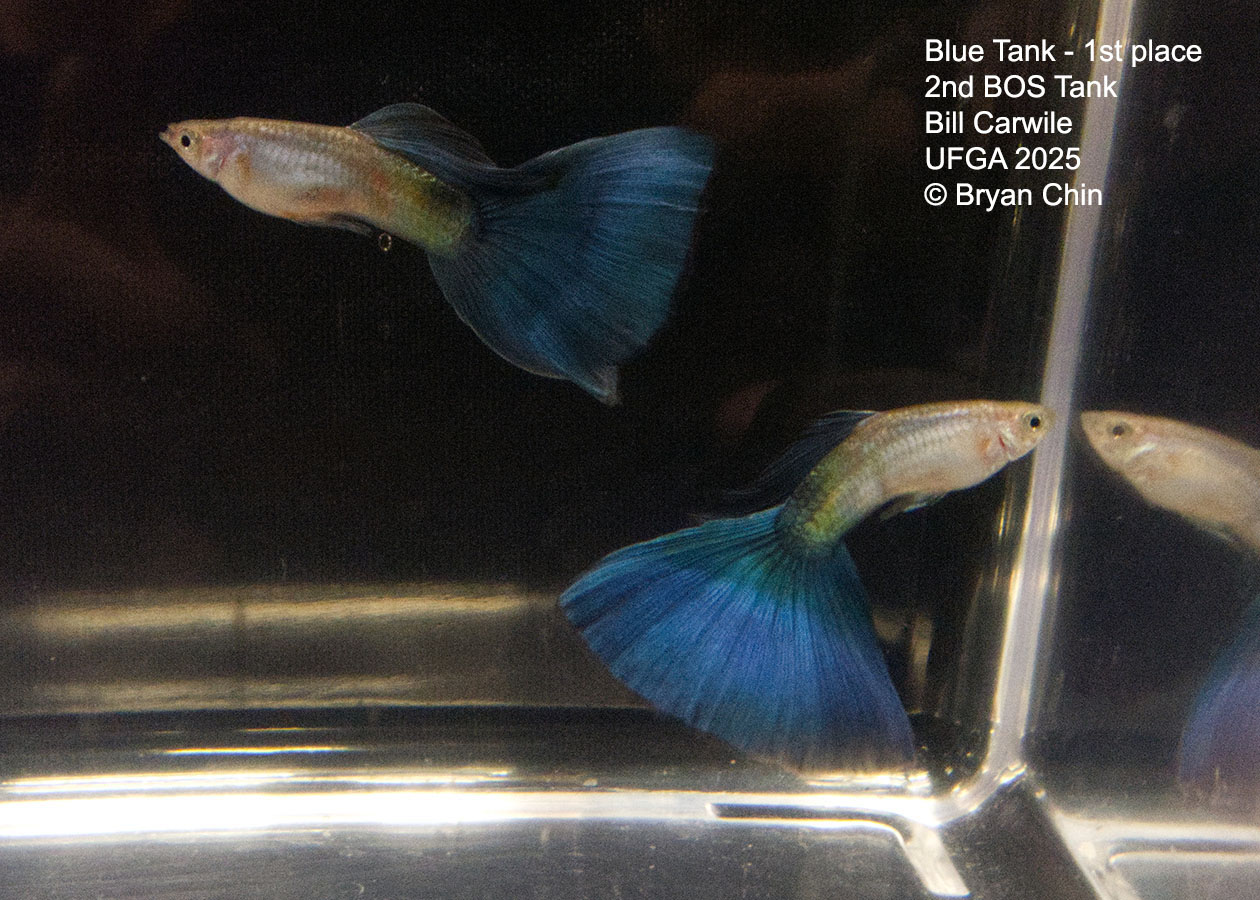 Guppy Blue